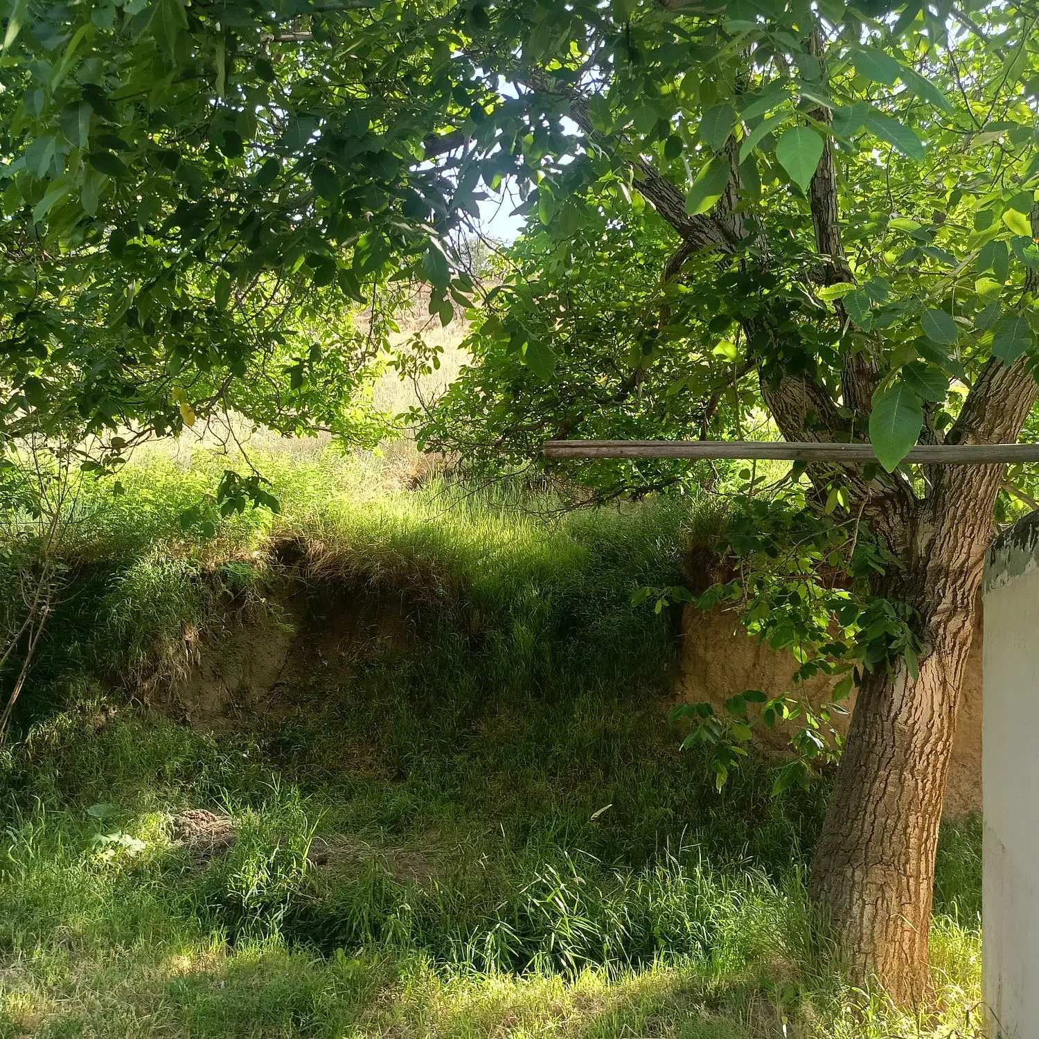 فروش باغ گردو