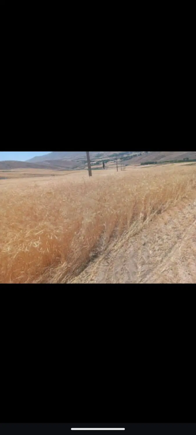 زمین کشاورزی