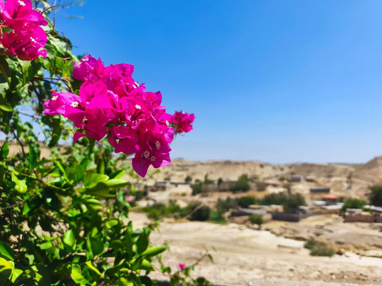 یاغ