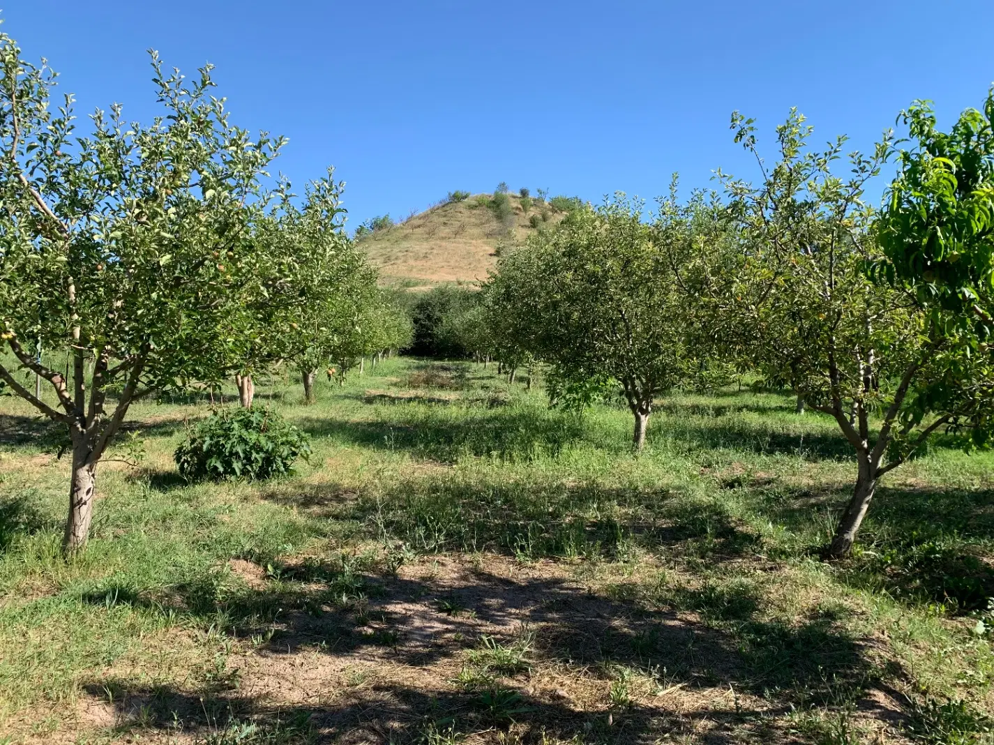 زمین و باغ اهر (روستای گرنگاه)
