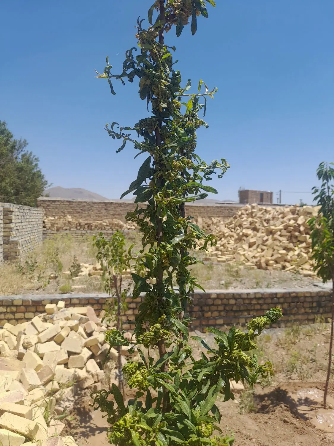زمین در طرح هادی
