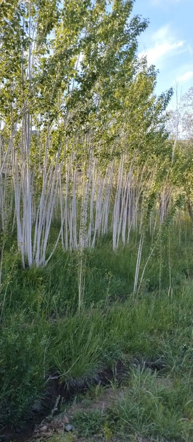 ابی باغی زراعی