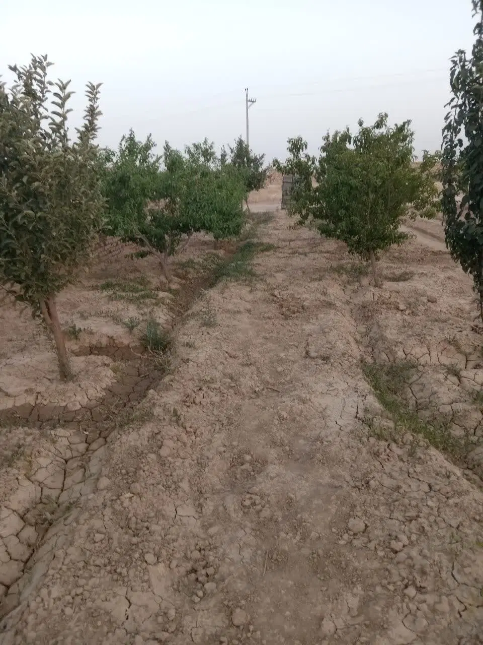 باغ چهار دیواریی واقع در میقان