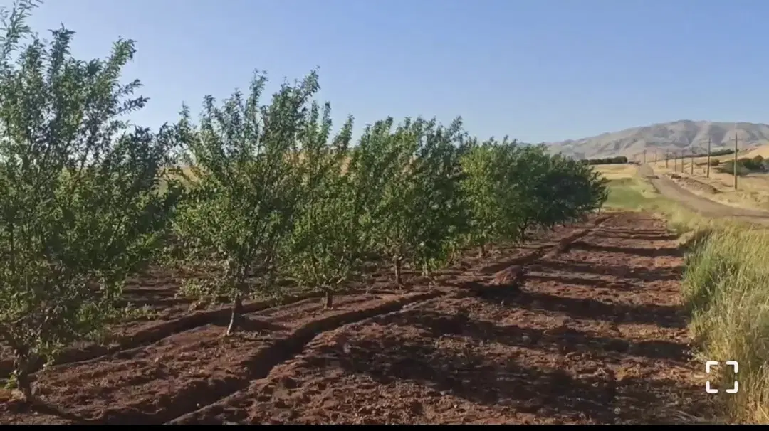 فروش باغ
