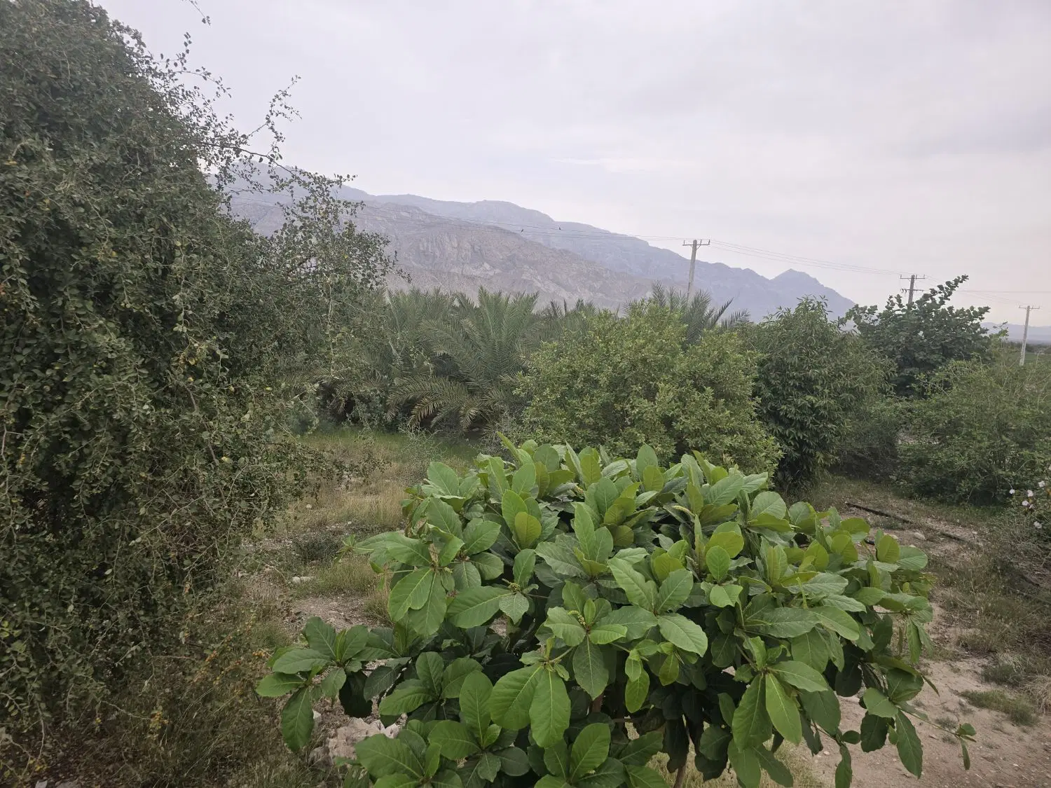 گاوداری زمین کشاورزی و خانه ویلایی تخت