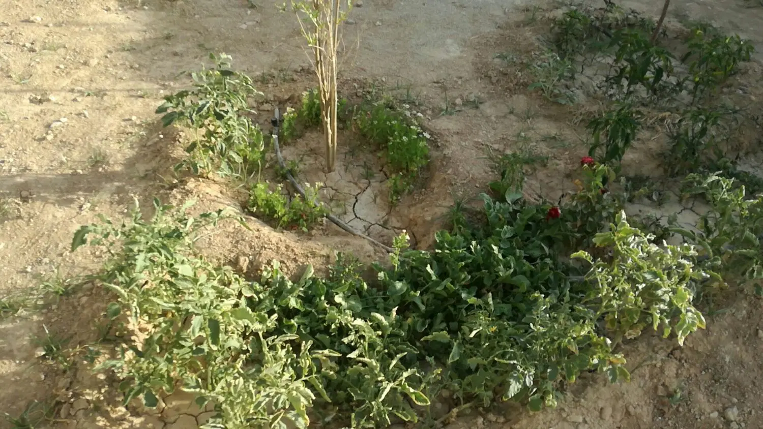 باغچه ۱۵۰ متری با آب و برق و سند تک برگ