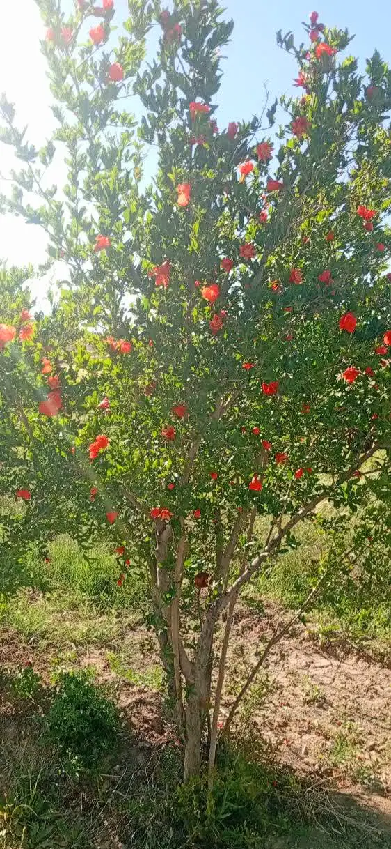 فروش باغ ۱۶۰۰ متری واقع در سلفچگان