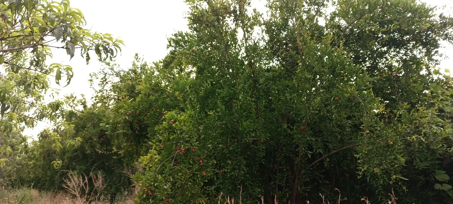باغ میوه همراه با امتیاز