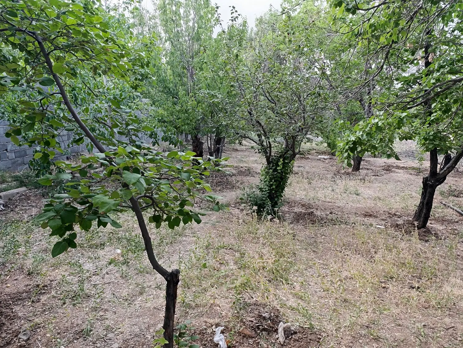 باغ ۴۰۰متری