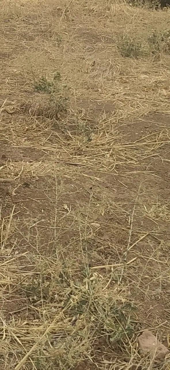 زمین مسکونی واقع در روستای تنگ کرم