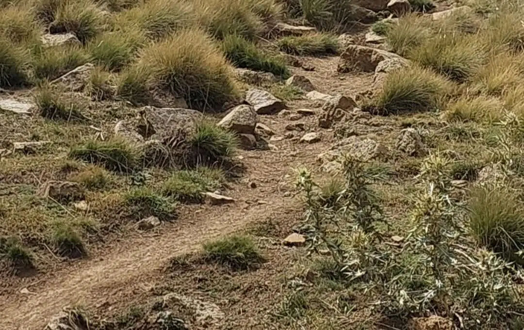 زمین