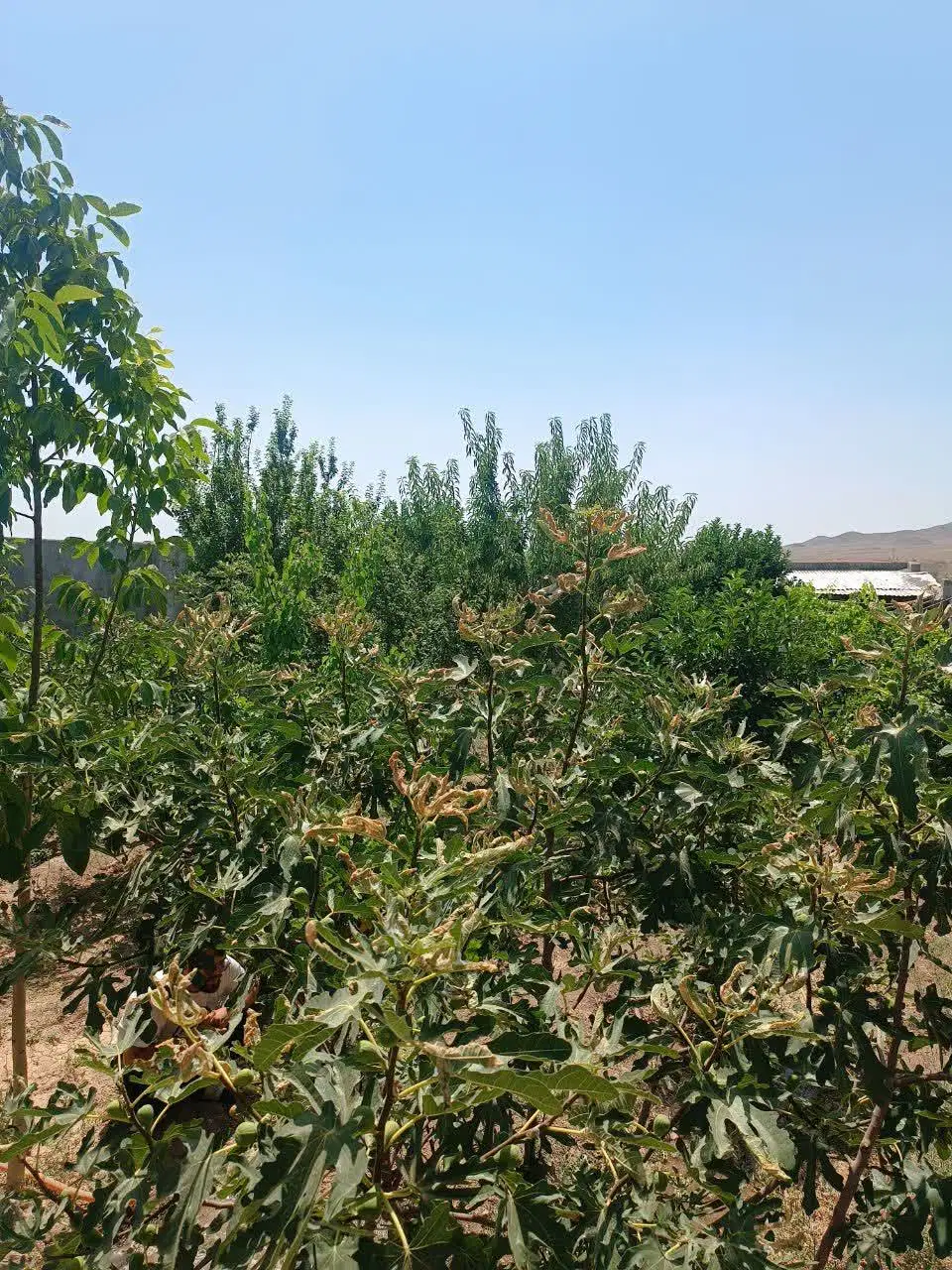 باغچه