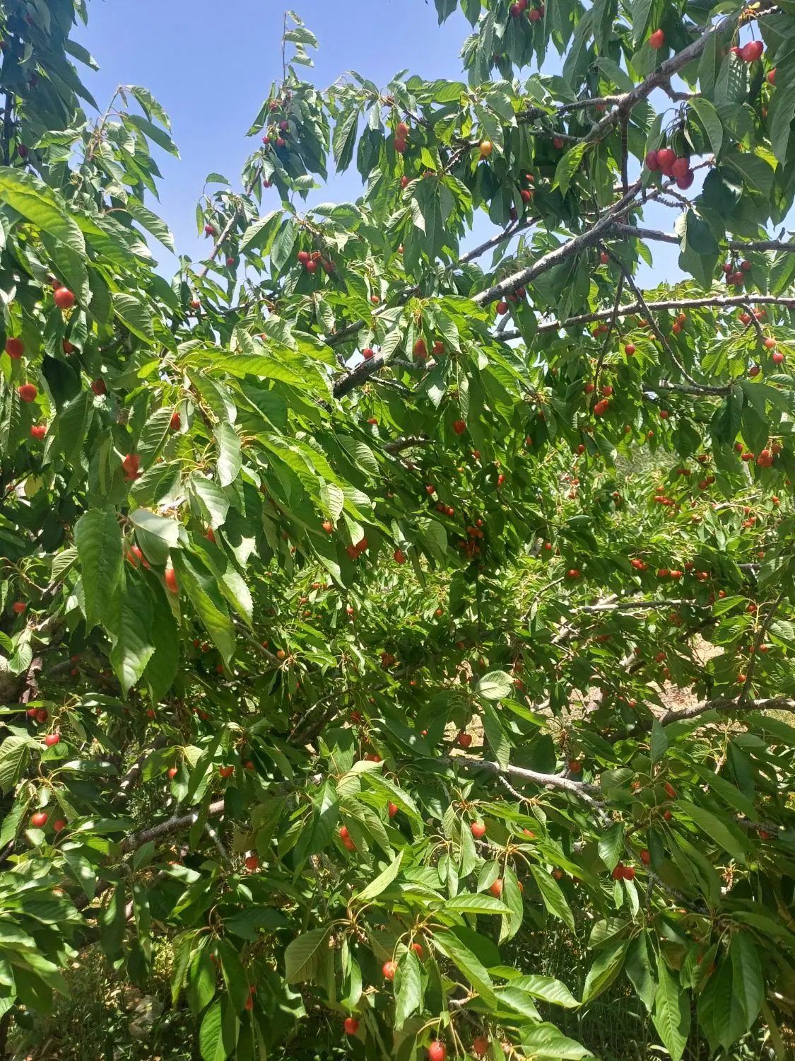 باغچه کشاورزی