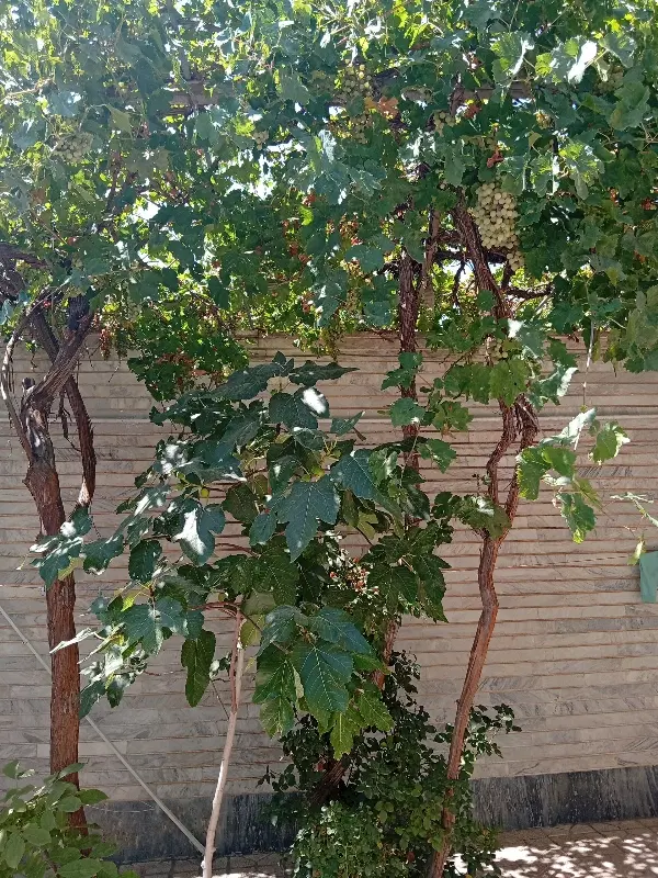 حیاط ۲۵۰متری در حجتی