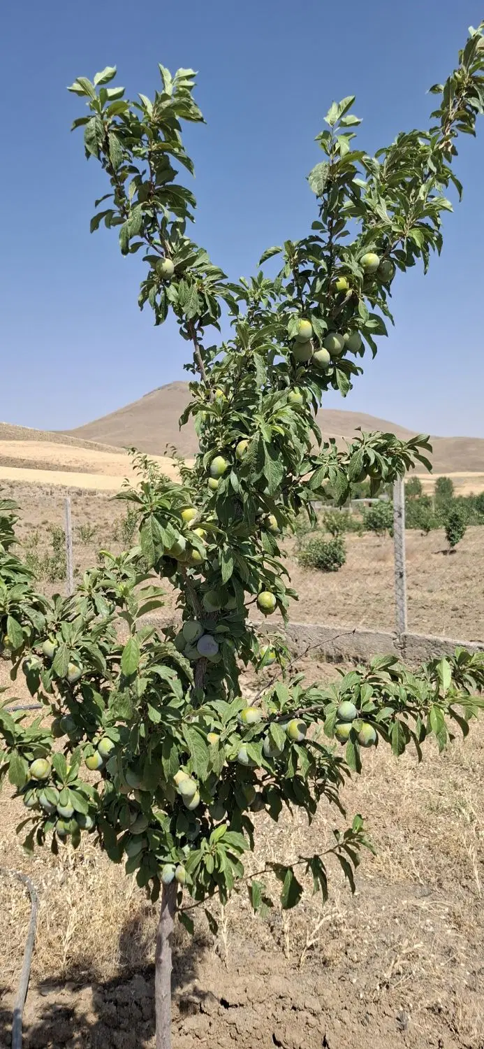 باغ چهارساله بارده
