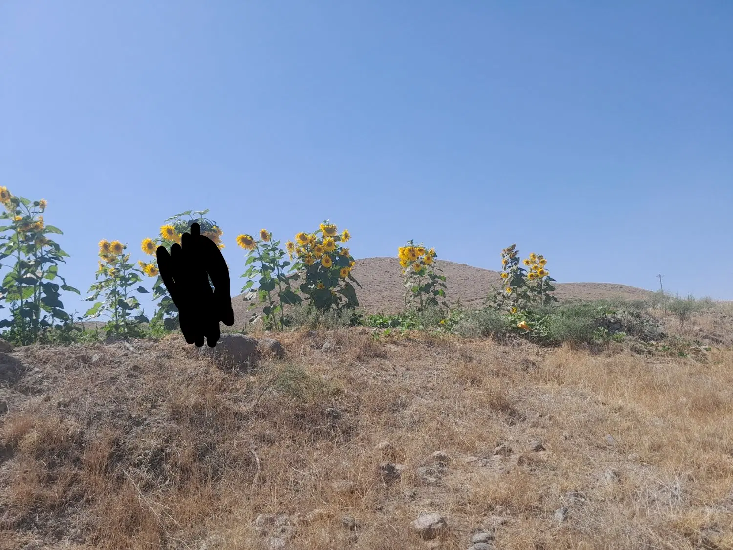 باغ به متراژ ۴۰۰۰متر