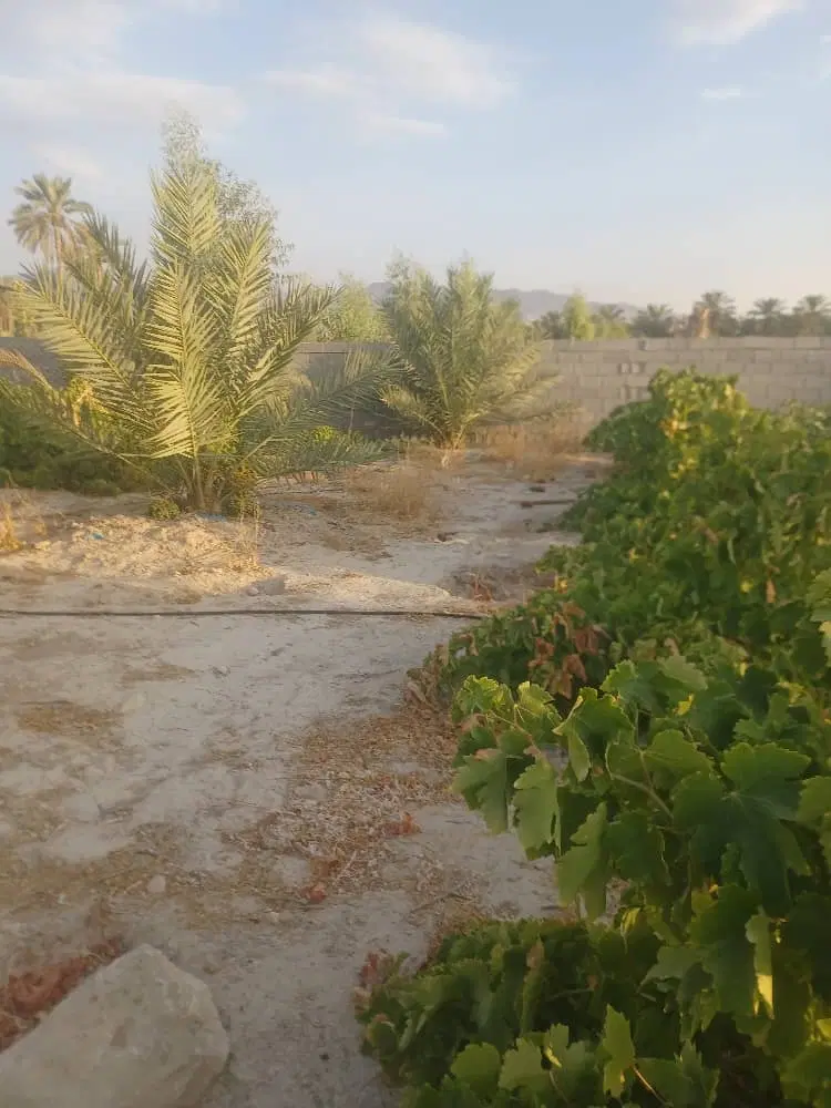 فروش زمین