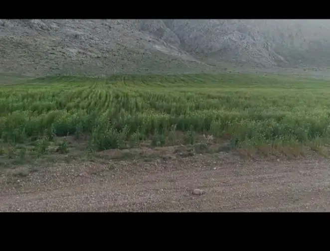 اجاره ۲۰۰ هکتار زمین کشاورزی جهت کشت پاییزه