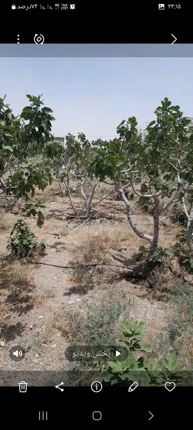 باغچه انجیر ۳۰۰ متری روستای دالستان ساوه
