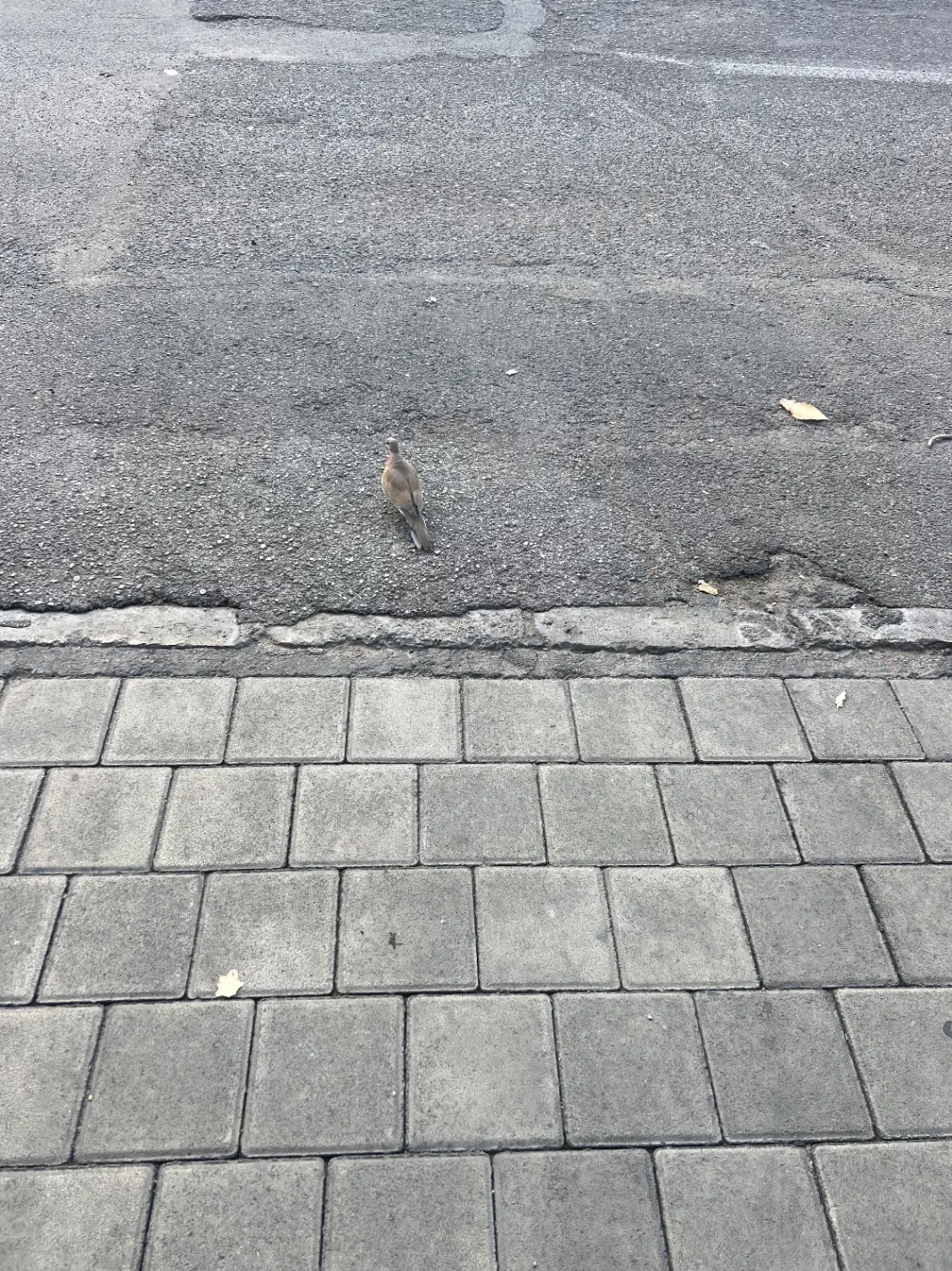 فروش قطعه در فرشته جنوبی جنب لاله پارک