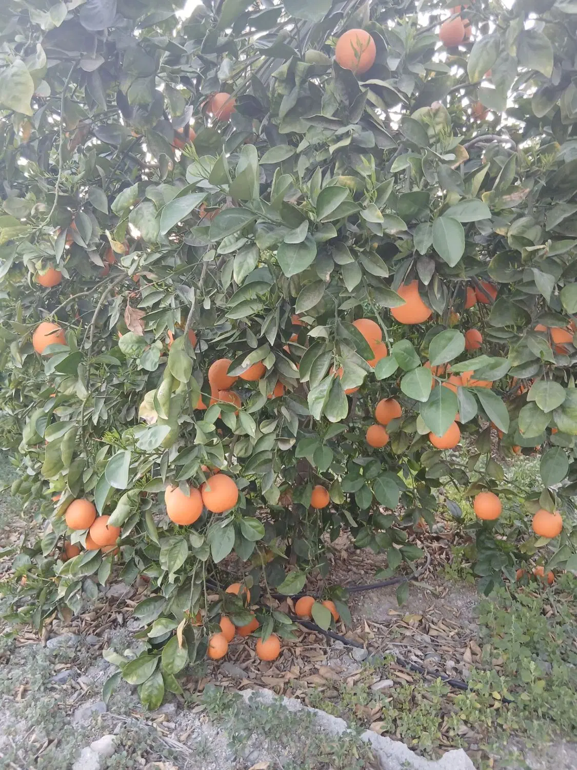 فروش باغ مرکبات دلفارد