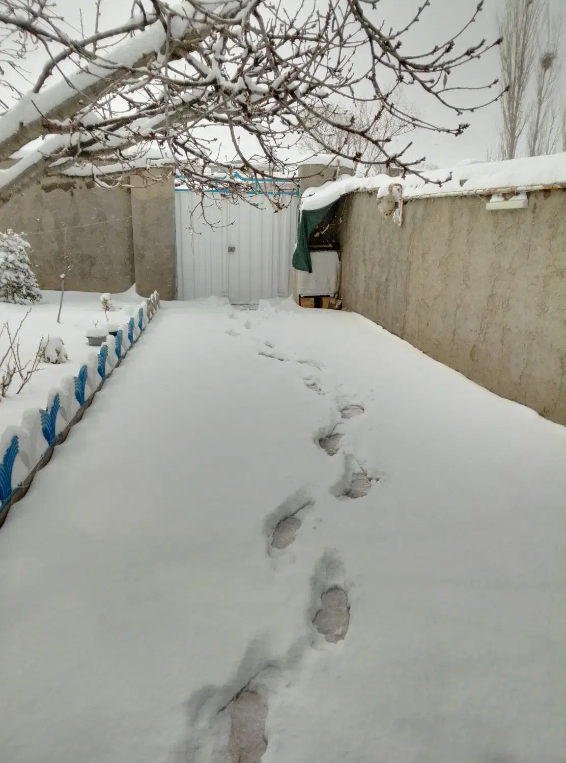 همخونه