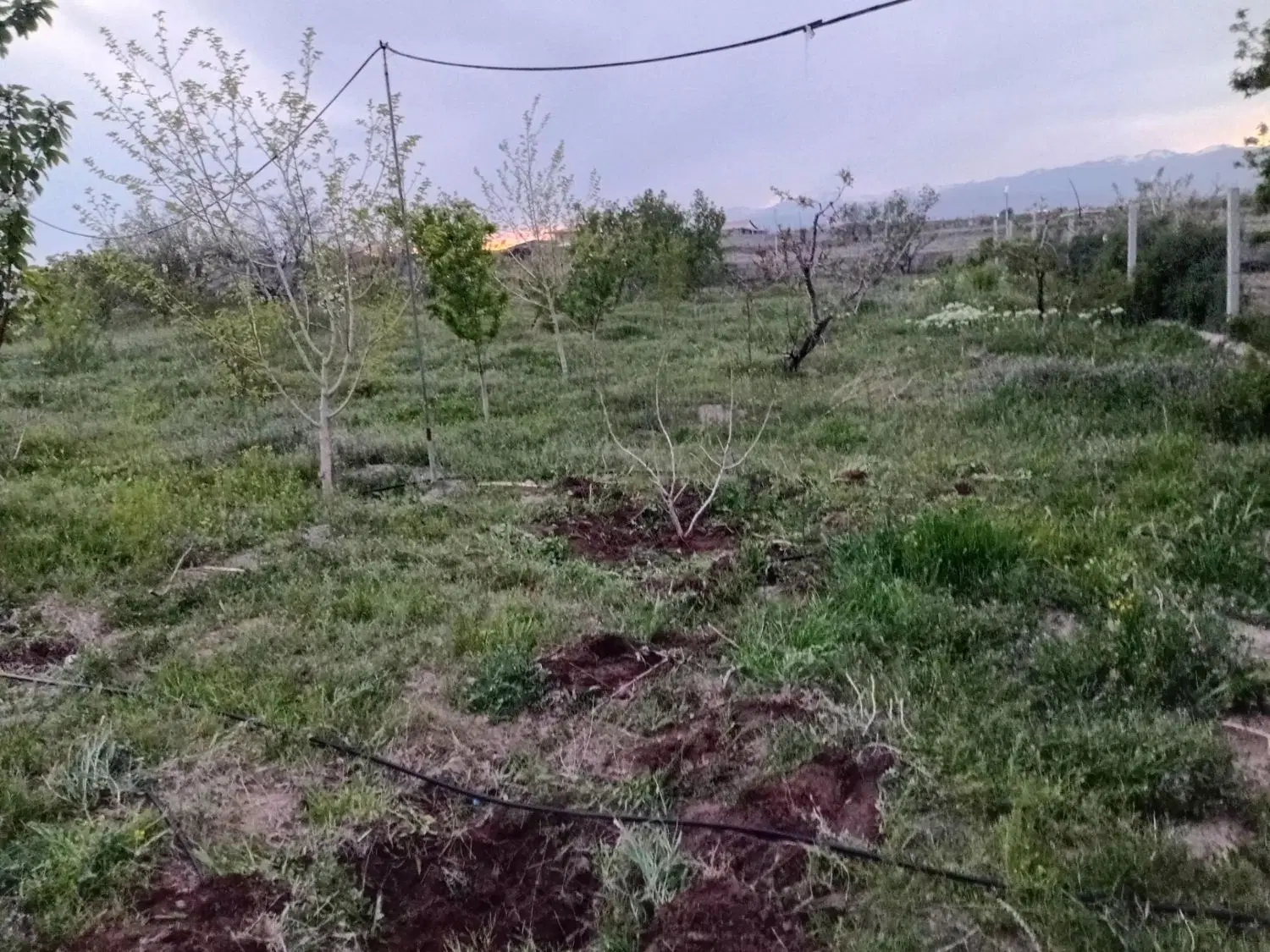 باغ در شبستر