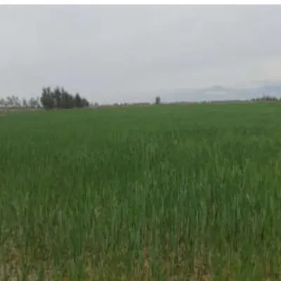 زمین کشاورزی در روستای کلو