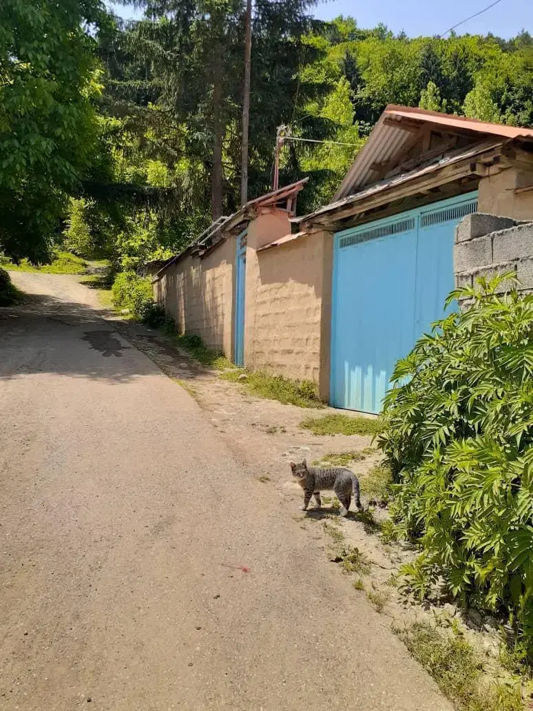 اجاره روزانه و سالانه ویلا  سنگده ساری
