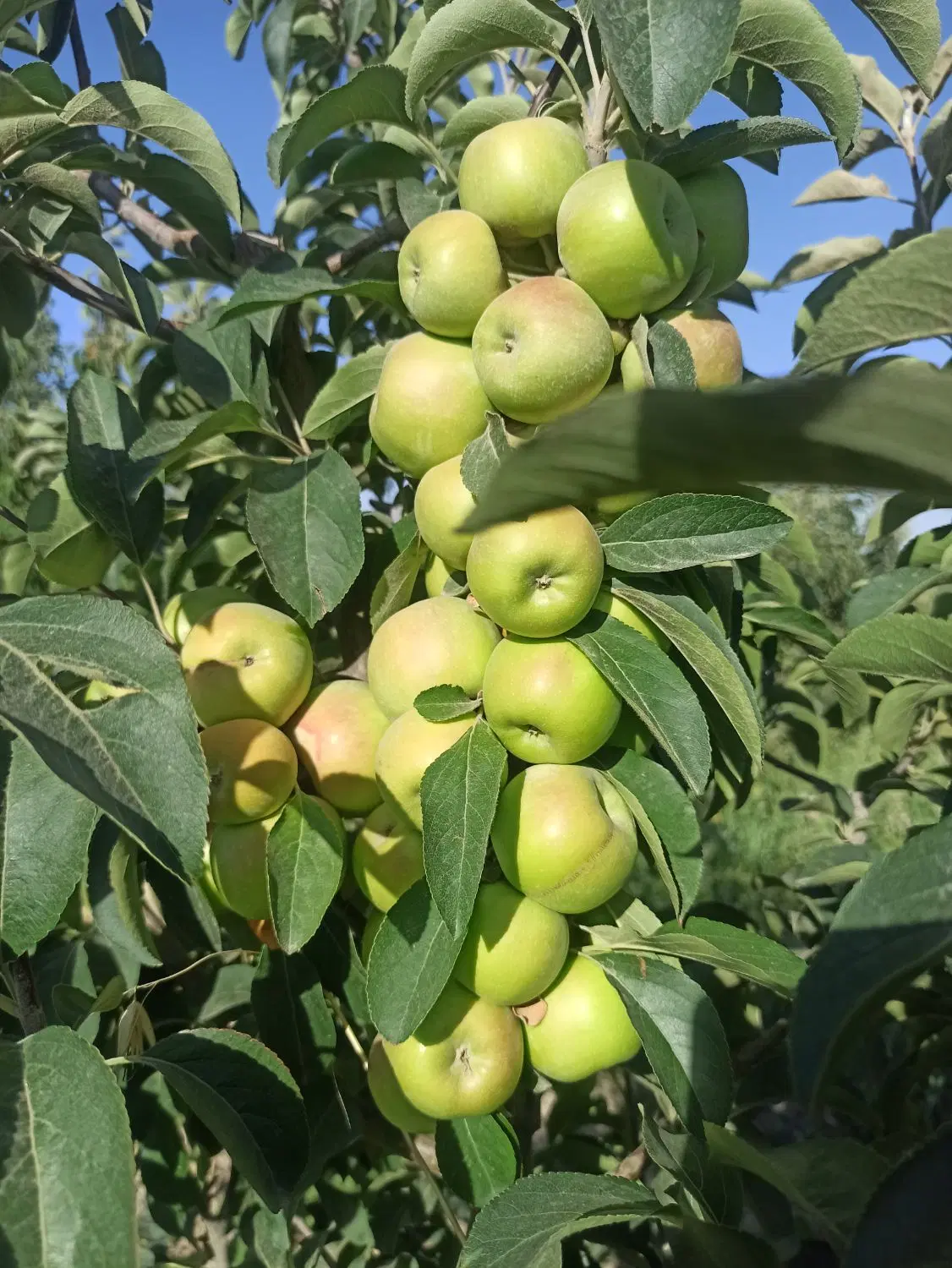 باغ میوه فروشی بعد از میدان معلم