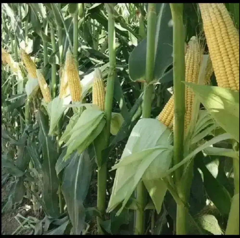زمین برای هرکشتی که بخواهیداجارداده میشود