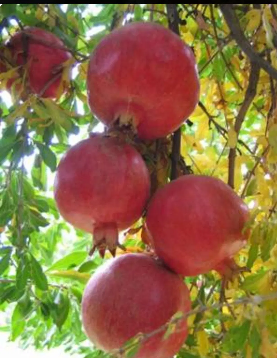 باغ  دارای انواع میوه
