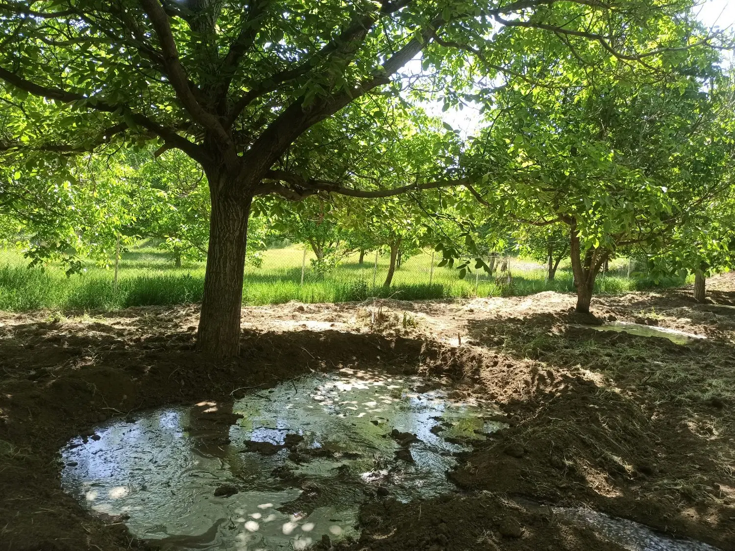 فروش زمین باغی شمس آباد