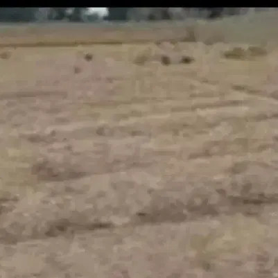 زمین مسکونی در چینه