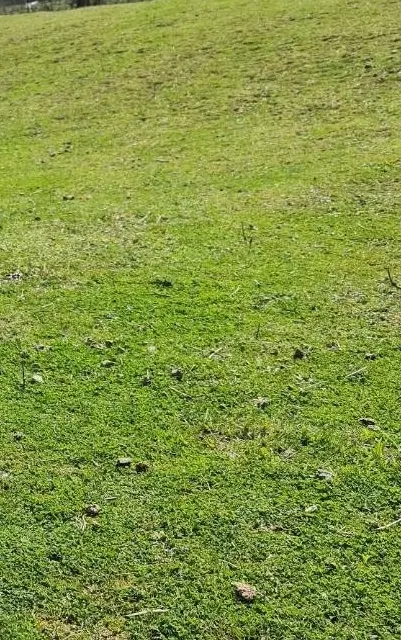 فروش زمین در لیسار