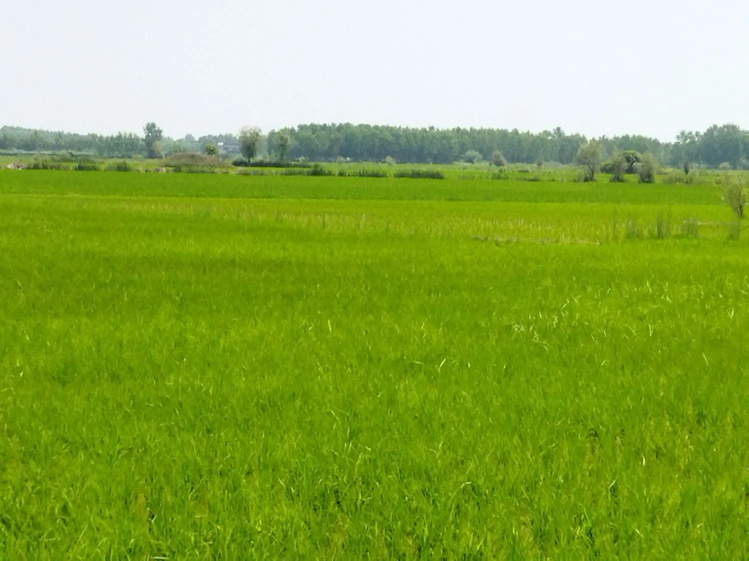 فروش زمین کشاورزی لاهیجان