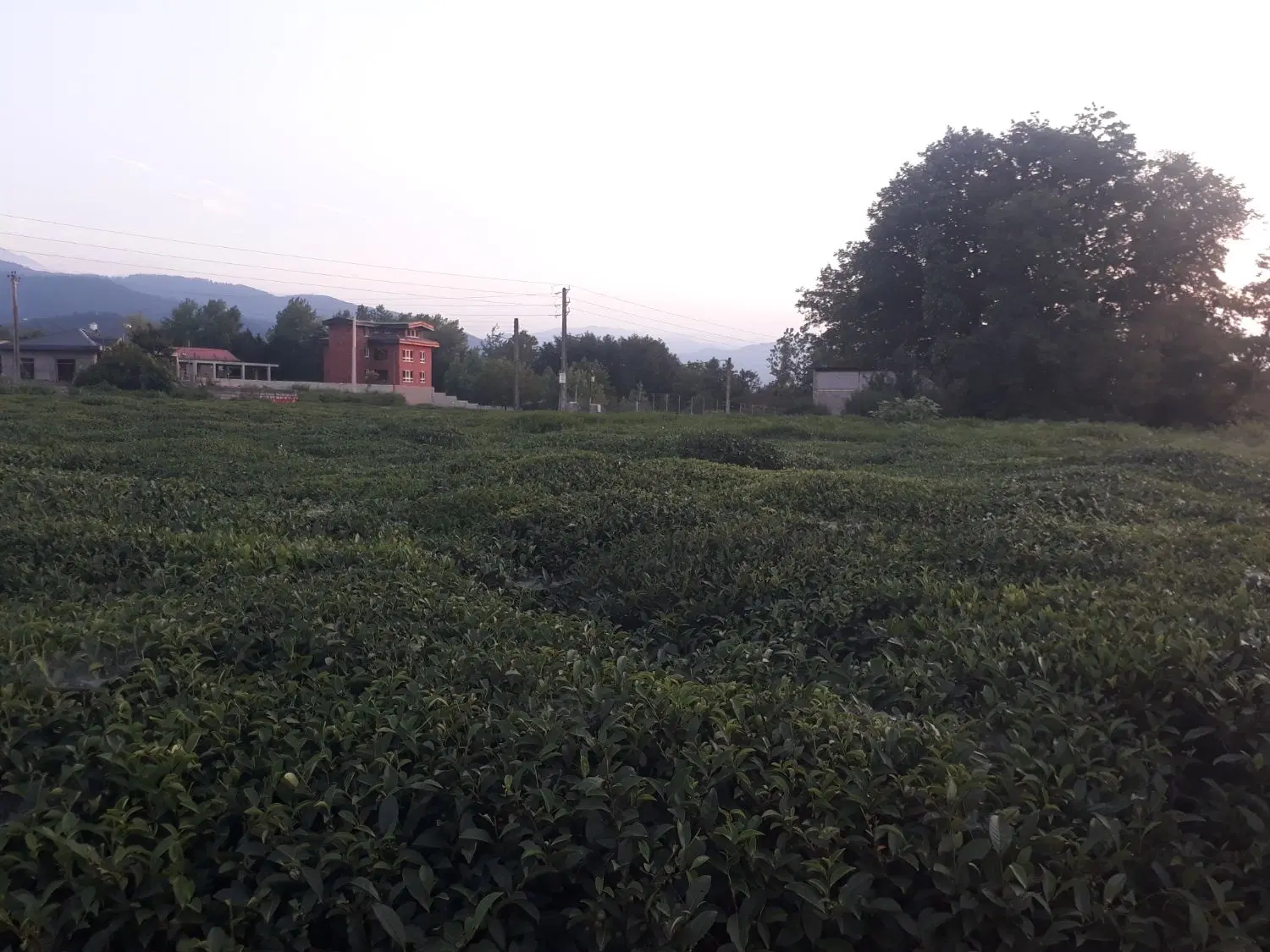 زمین مسکونی حوزه شهری با ویوی ابدی کوهستان ودریا