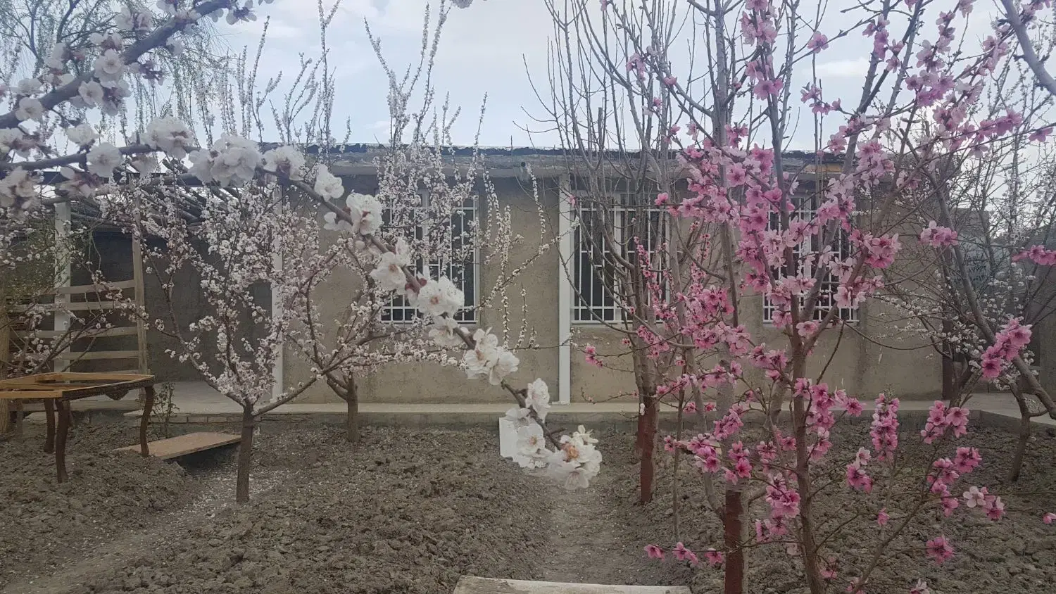 باغ قبچاق