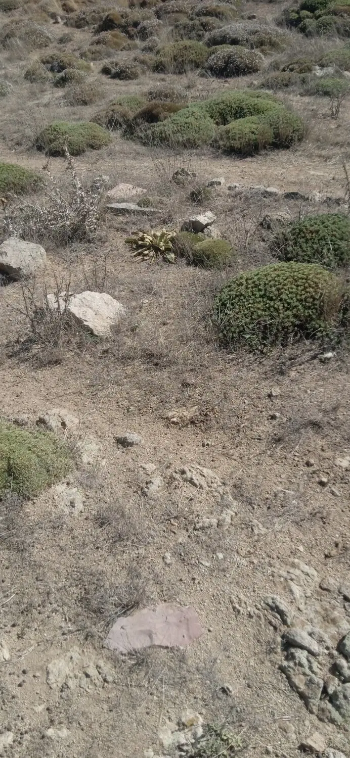 زمین صنعتی تجاری