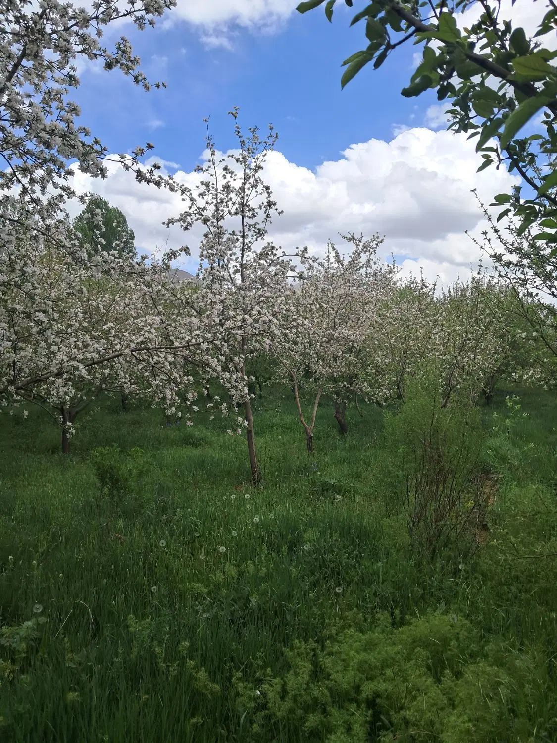 اجاره خانه نقلی