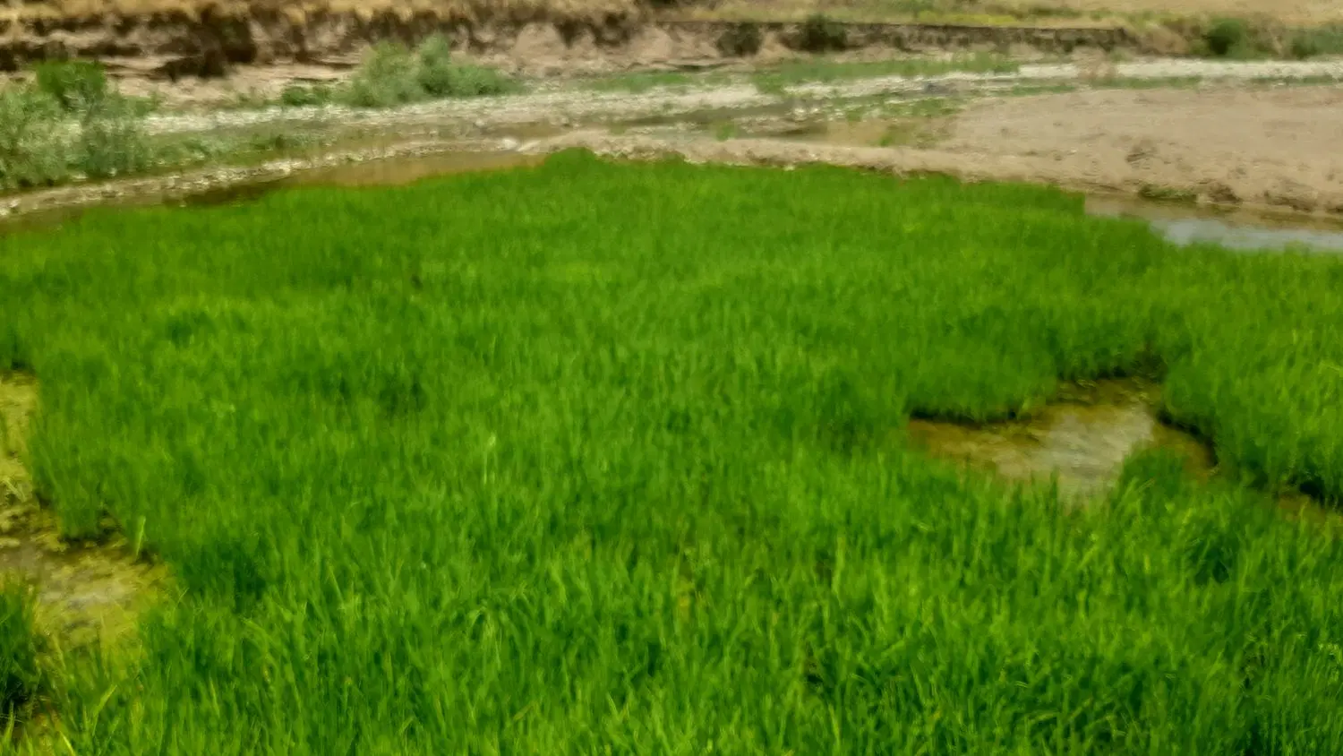 خزانه برنج َدم سیاه ویسیان