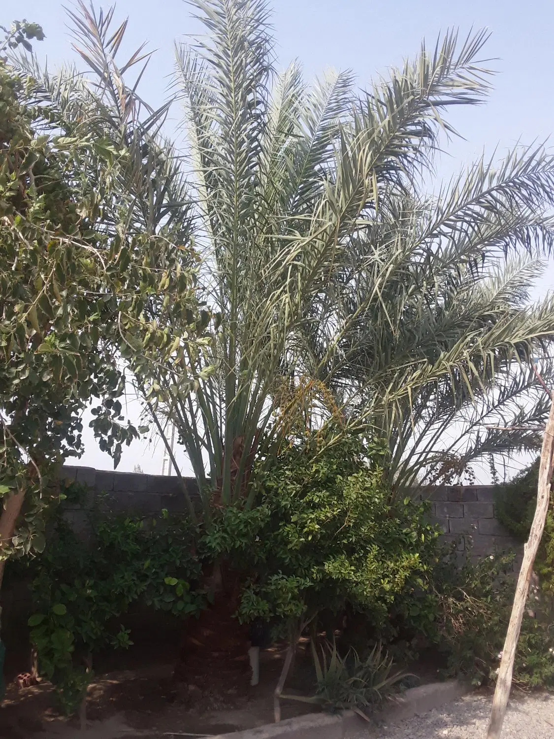 فوری خونه