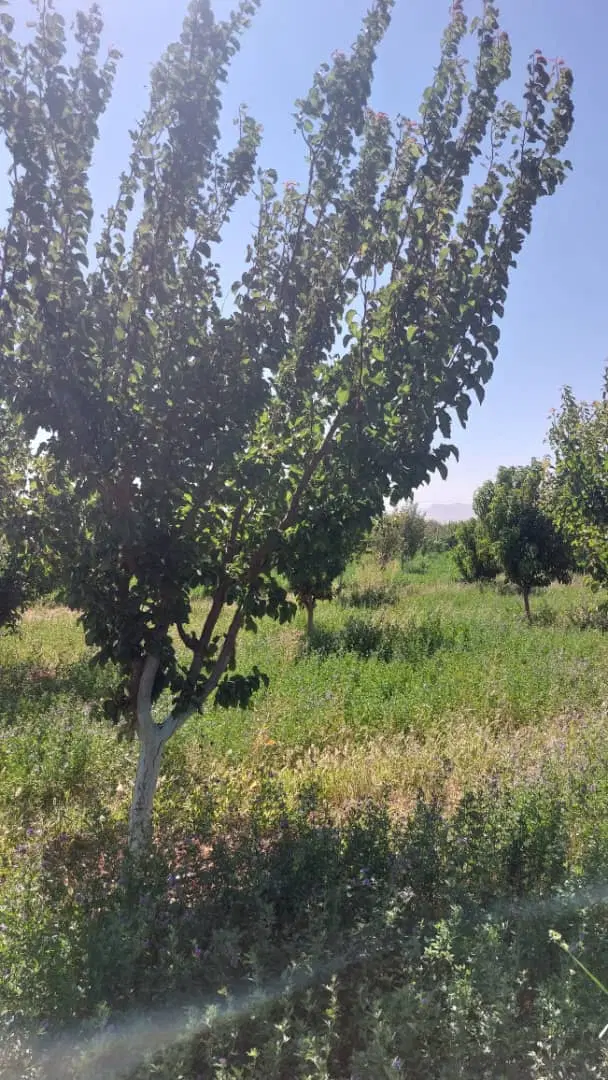 زمین در ینکیچه 550متر داخل روستا نزدیک رودخانه
