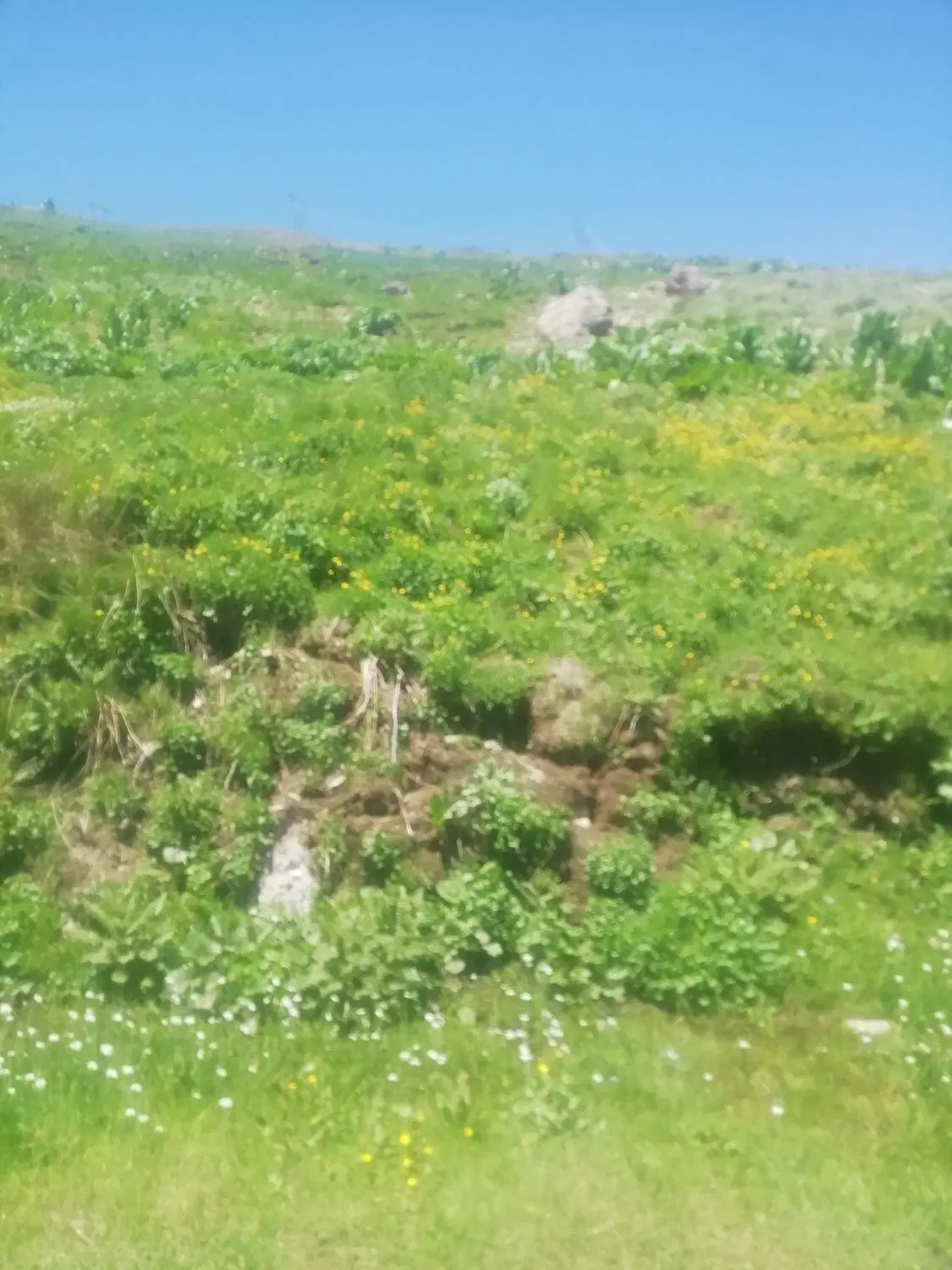 زمین