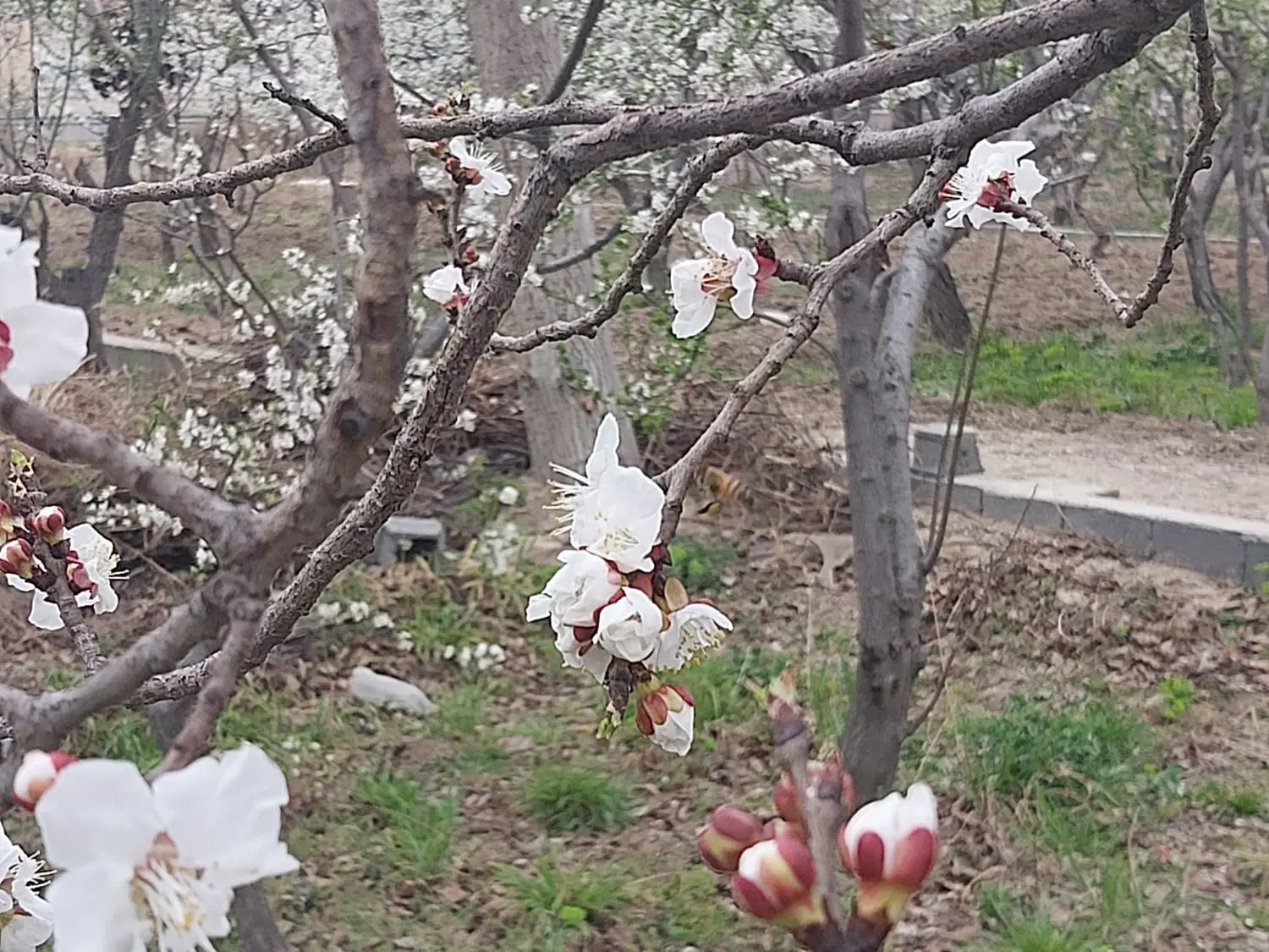 باغ ۶۶۰ متر در شهریار