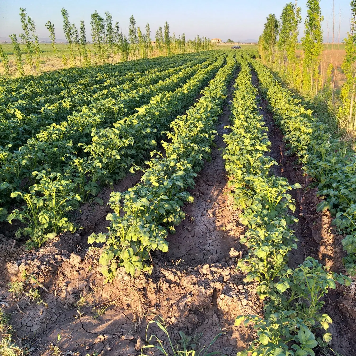 زمین جهت گلخانه وباغ  وسایر مشاغل خانگی