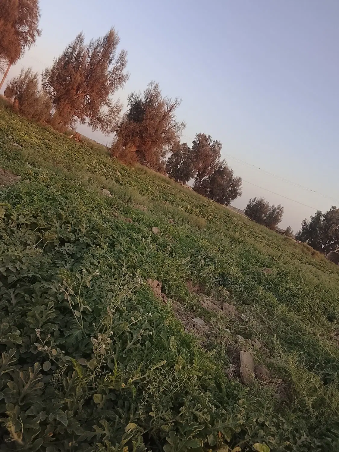 12من زمین کشاورزی