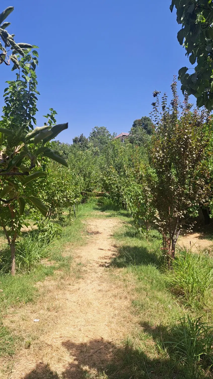 باغ میوه