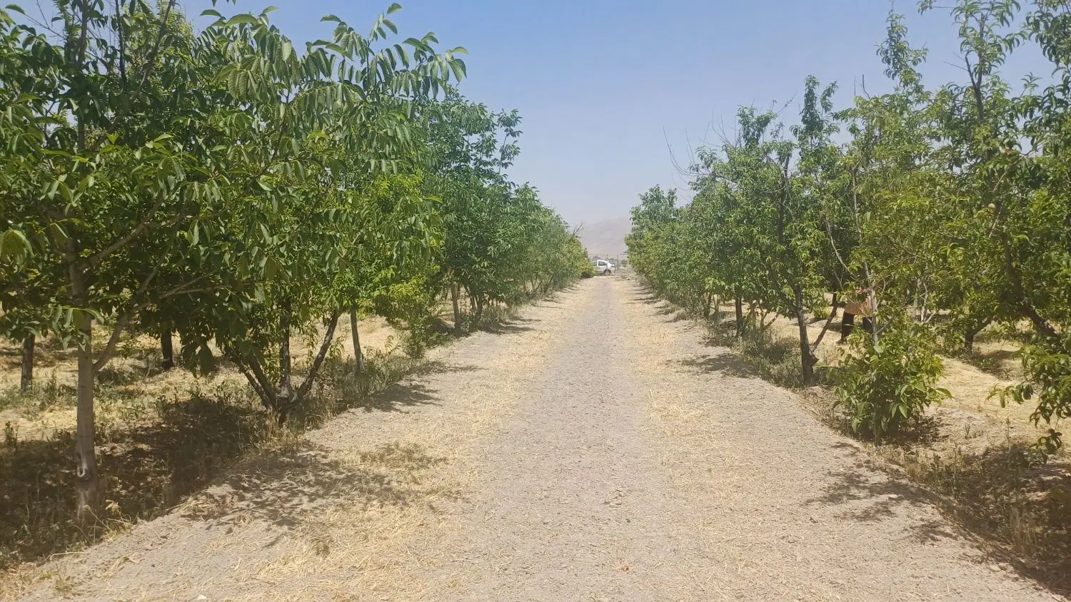 فروش زمین و باغ