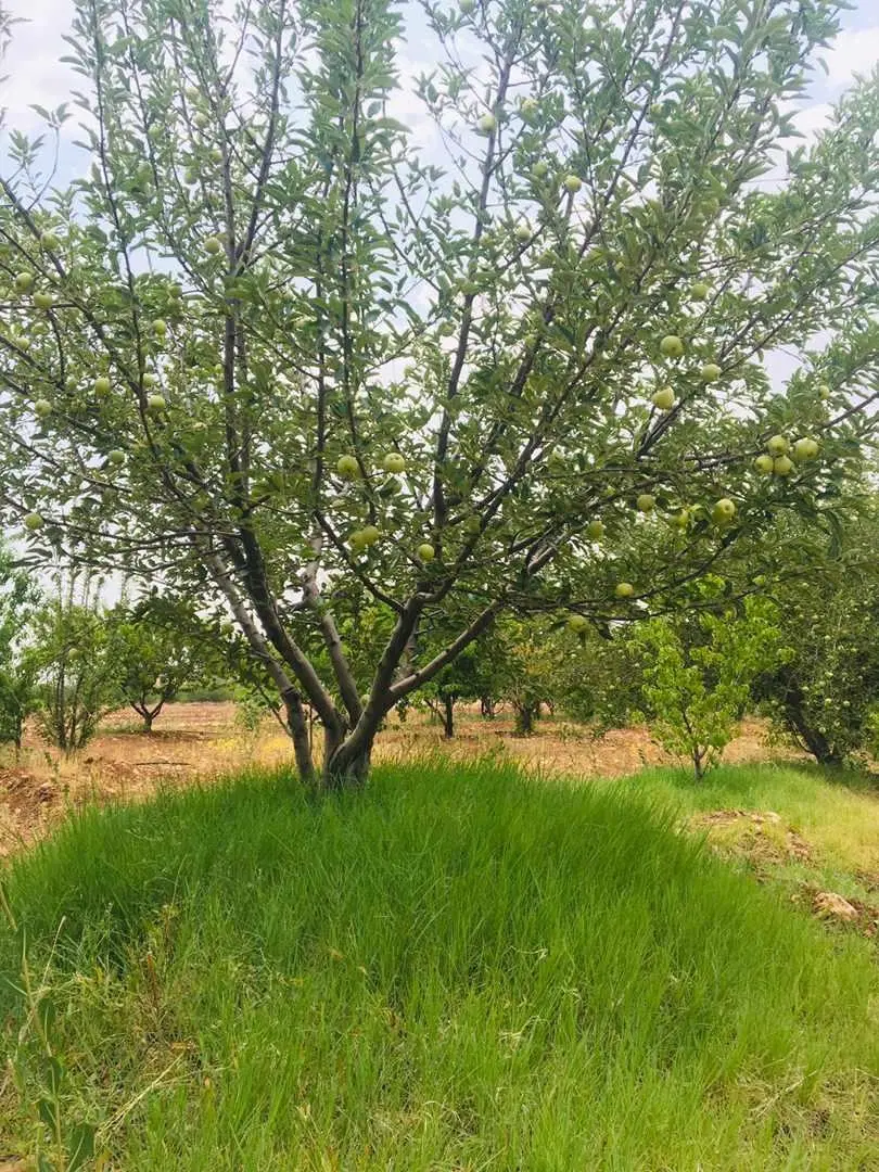 زمین باغ شهری  دشتکوه ( ویلا شهر کیمیا )